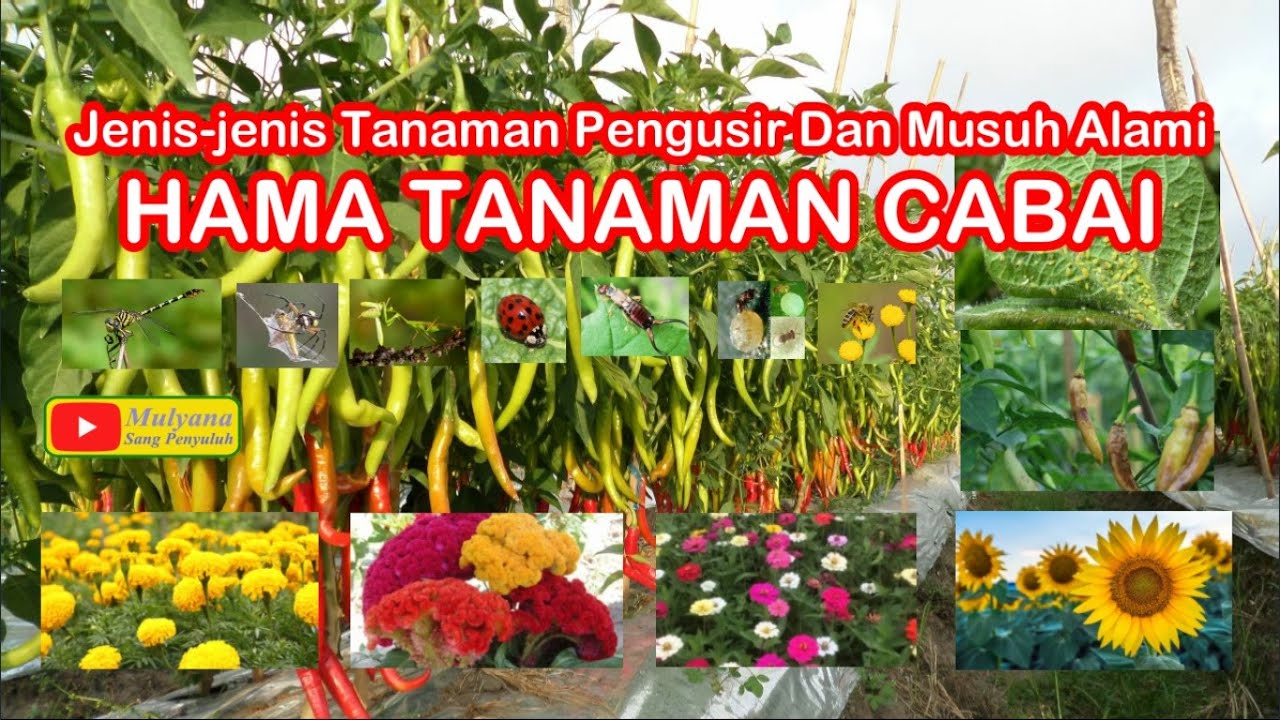 Jenis Tanaman Pengusir dan Musuh Alami Hama Tanaman Cabai