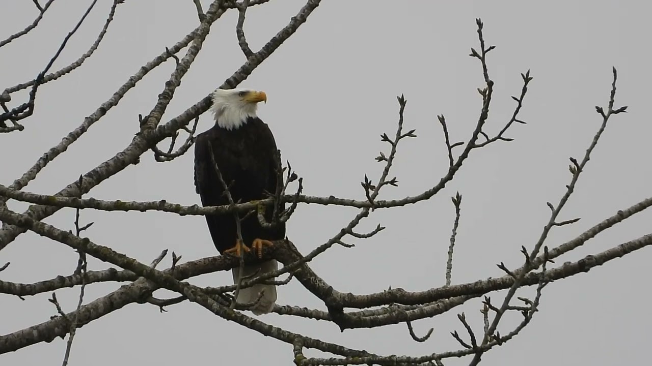 3/8/26 - Mama eagle calls and calls for Dark Feather who FINALLY delivers