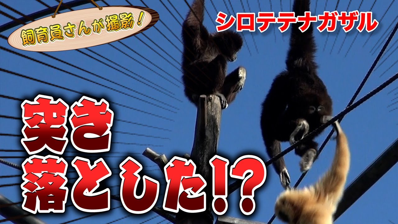 シロテテナガザルの子ども じゃれていた最中に驚がくのハプニングが！？