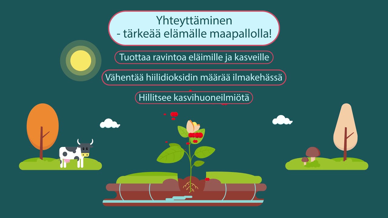 Manabuan oppiainevideo:  Biologia - Fotosynteesi eli yhteyttäminen