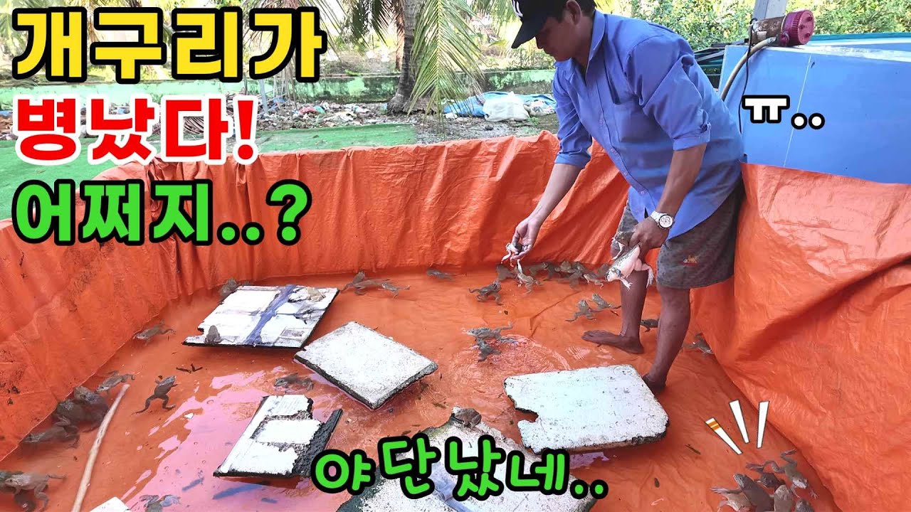 개구리이사가 시급하다 장인어른 걱정이 태산! (kiengiangtv)