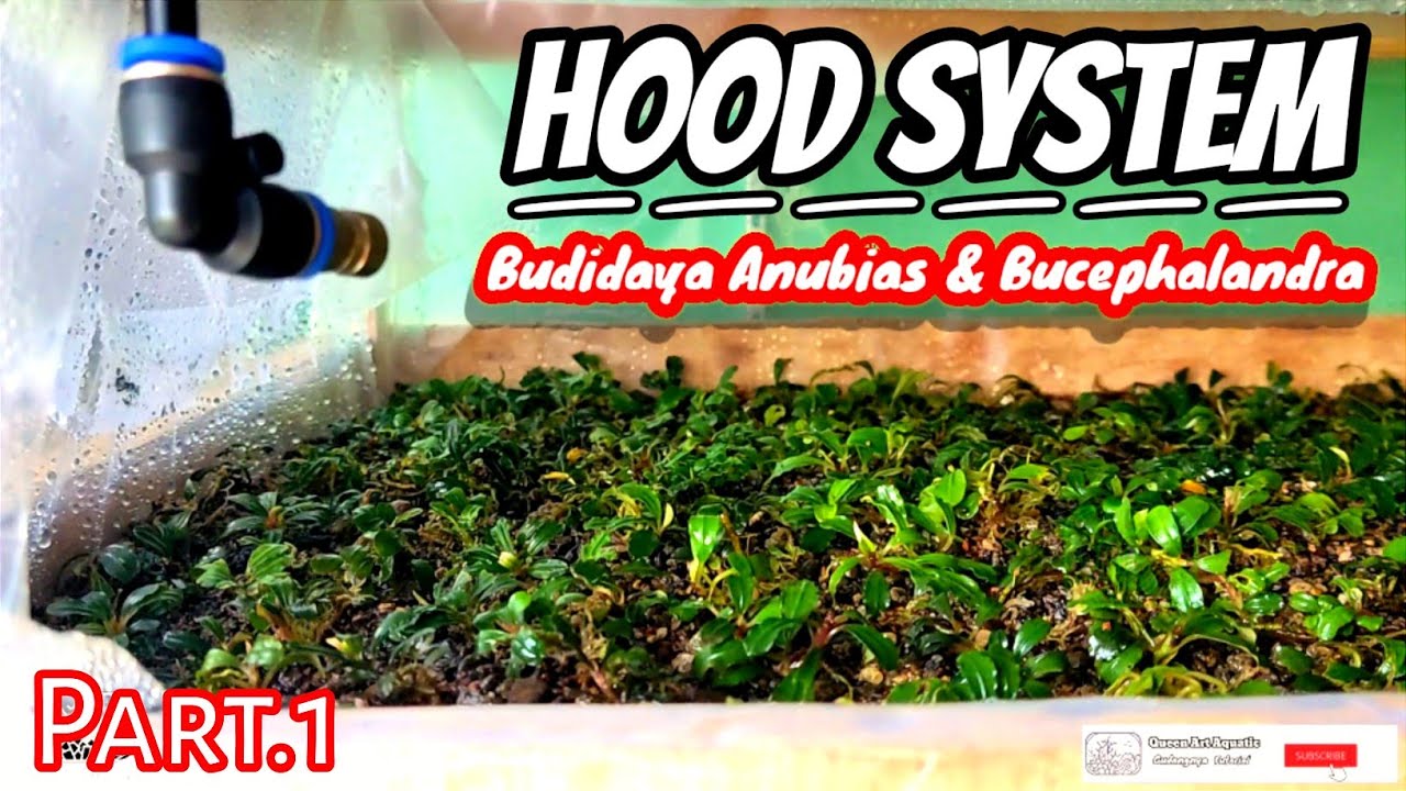 Mini Farm - Cultivating Anubias and Bucephalandra - Hood System by Queen Art Aquatic