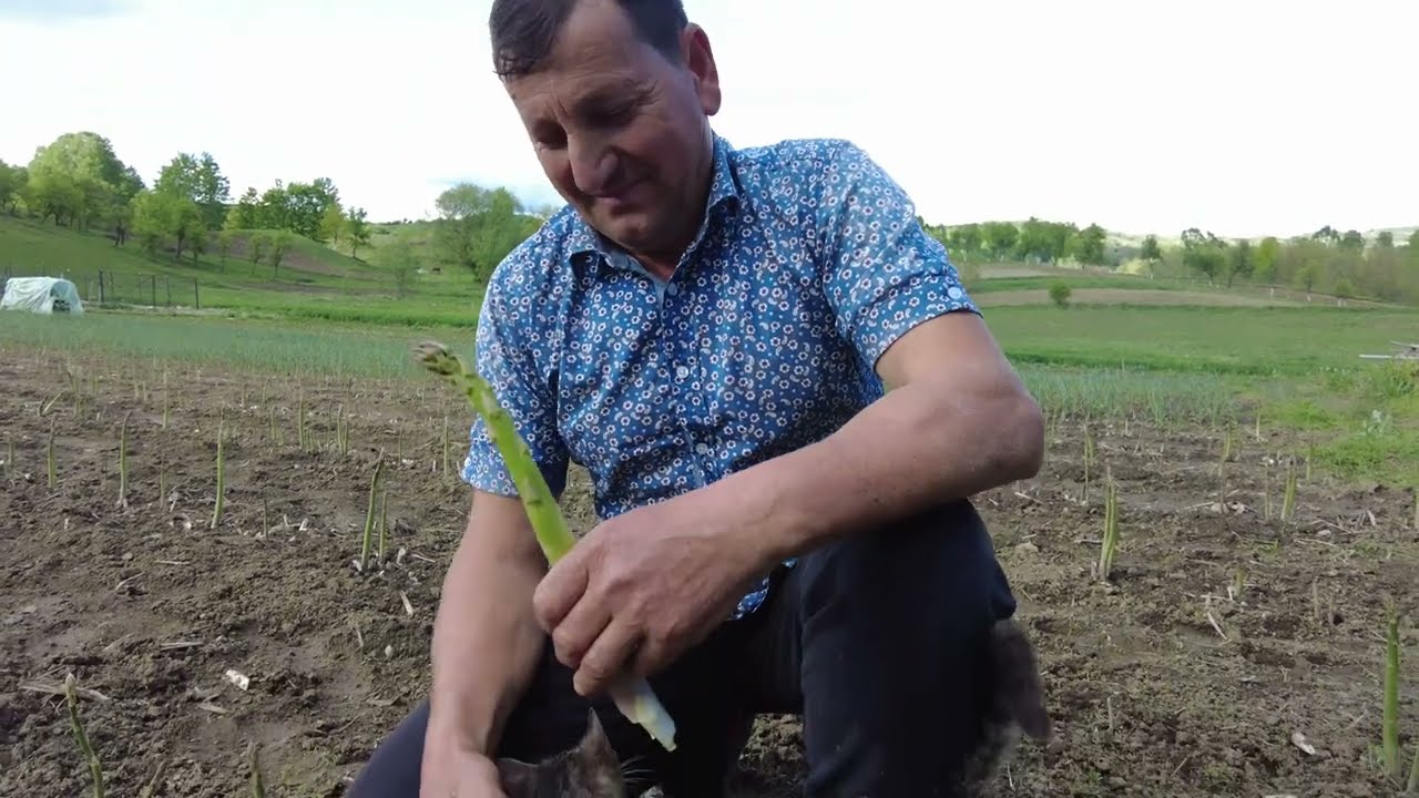 Românul Care Face Bani din Sparanghel | Nea Emil și Povestea Care I-a Schimbat Viața 🌱🇷🇴