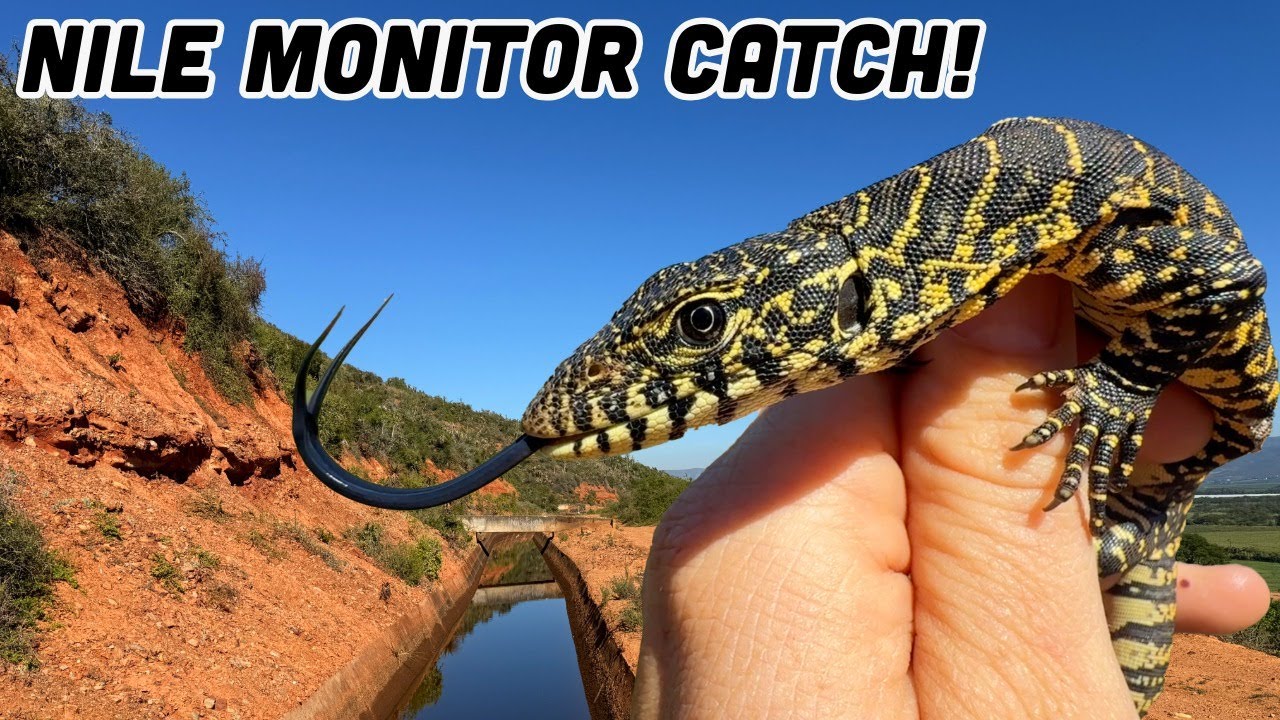 I Jumped Into a Canal in Africa to Catch This Amazing Lizard!