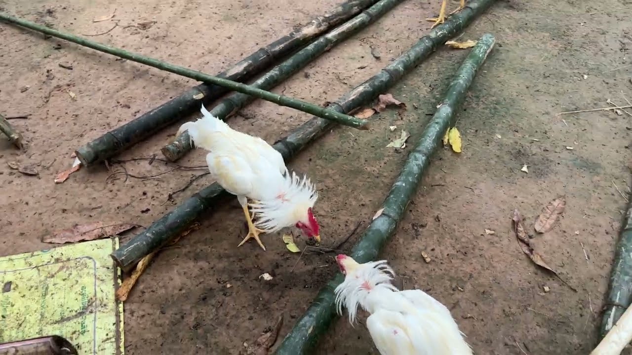 Life of Chickens on the Farm | Daily Farm Animal Routine 🐔៣