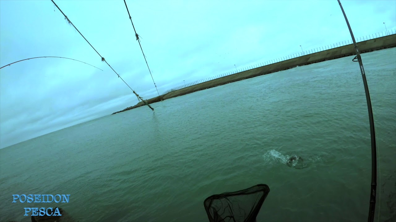 les Bars nucléaires de Gravelines, la pêche extréme
