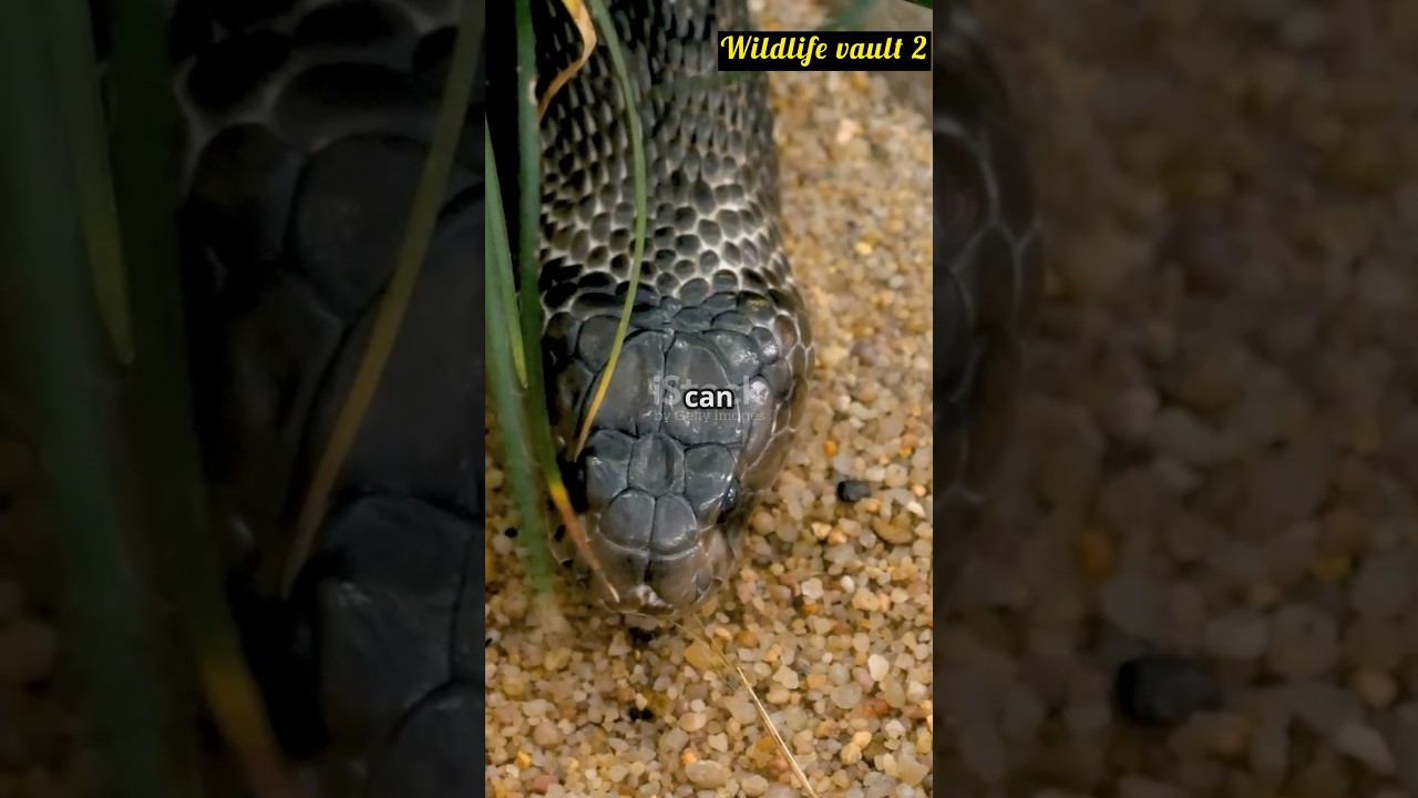 King Cobra vs Mongoose &ndash; Who Wins This Deadly Battle? 🐍⚔️🦦 | Wildlife vault 2