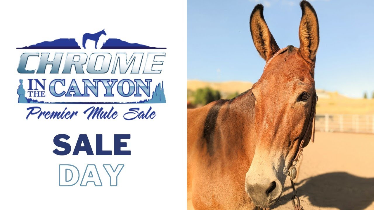 2023 AUCTION LIVE ~ Chrome in the Canyon Premier Mule Sale