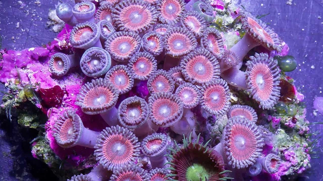 Mesmerising Timelapse Of A Coral Reef