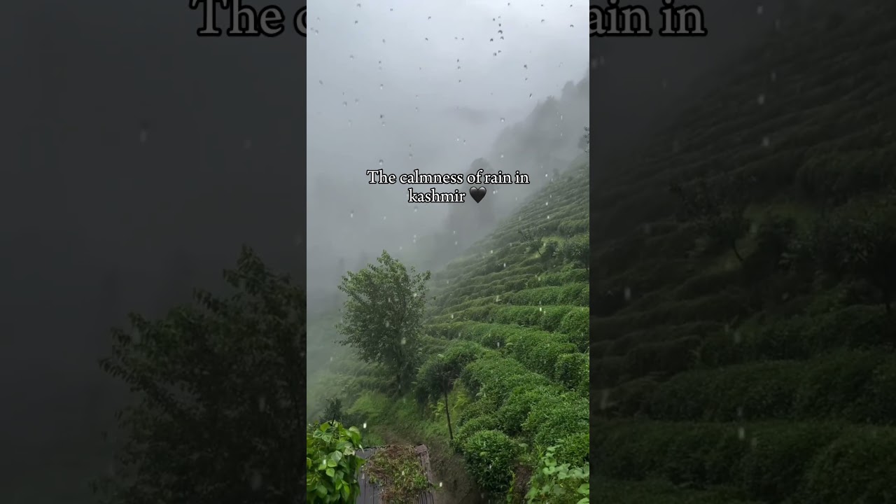 The calmness of rain in kashmir 🖤#kashmirvalley #kashmirtourism #kashmir #incredibleindia