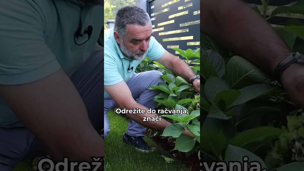 Kako orezati hortenzije