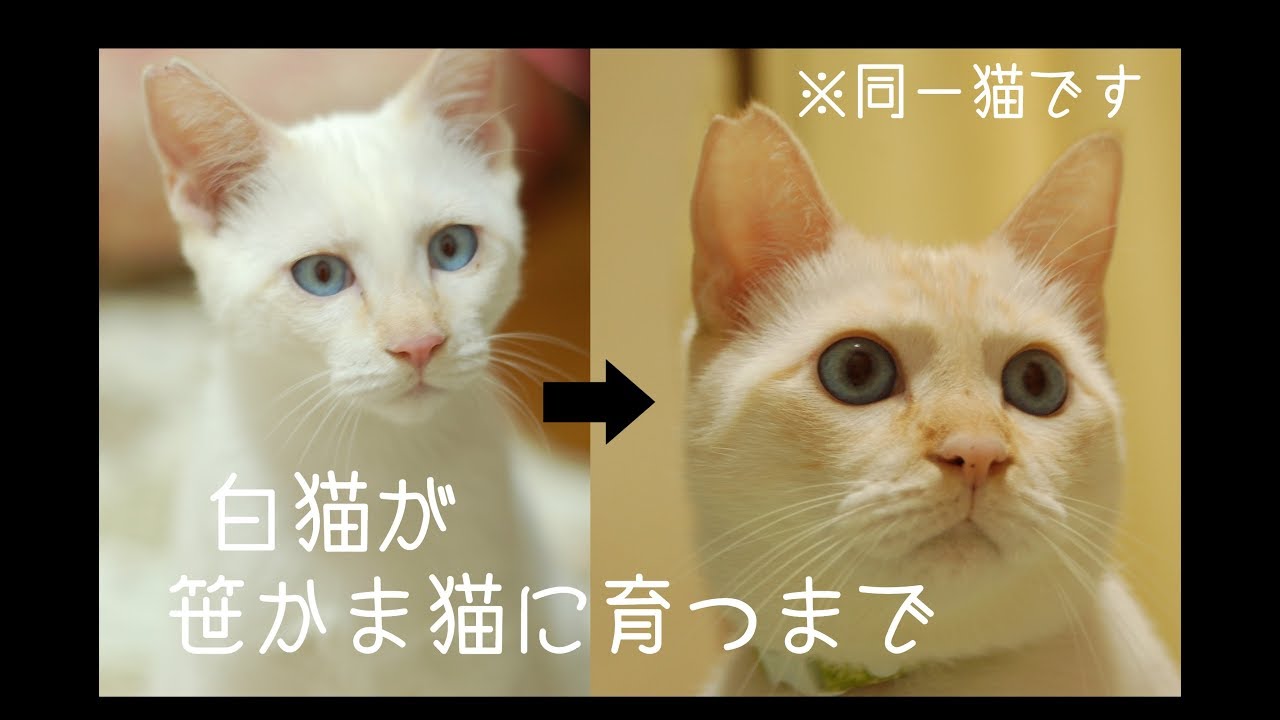 白猫がブルーアイズ笹かま猫に育つまで