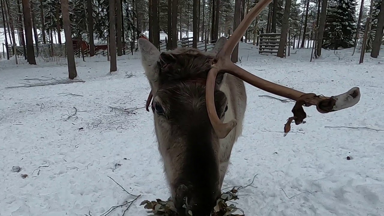 Porojen talviruokintaa kotiaidassa