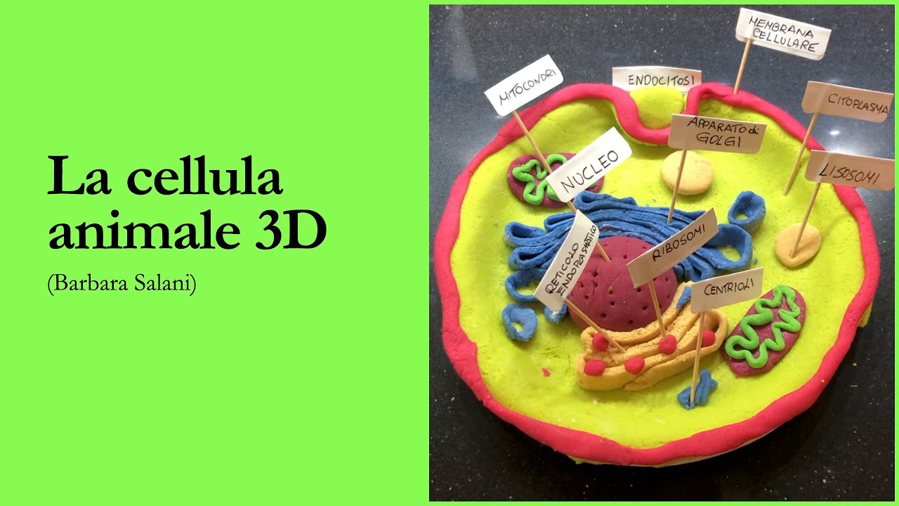 La cellula animale 3D con la pasta di sale (3D cell model)
