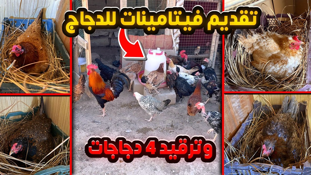 تقديم الفيتامينات ورافعات المناعة للدجاج 🐔 تكريك 4 دجاجات