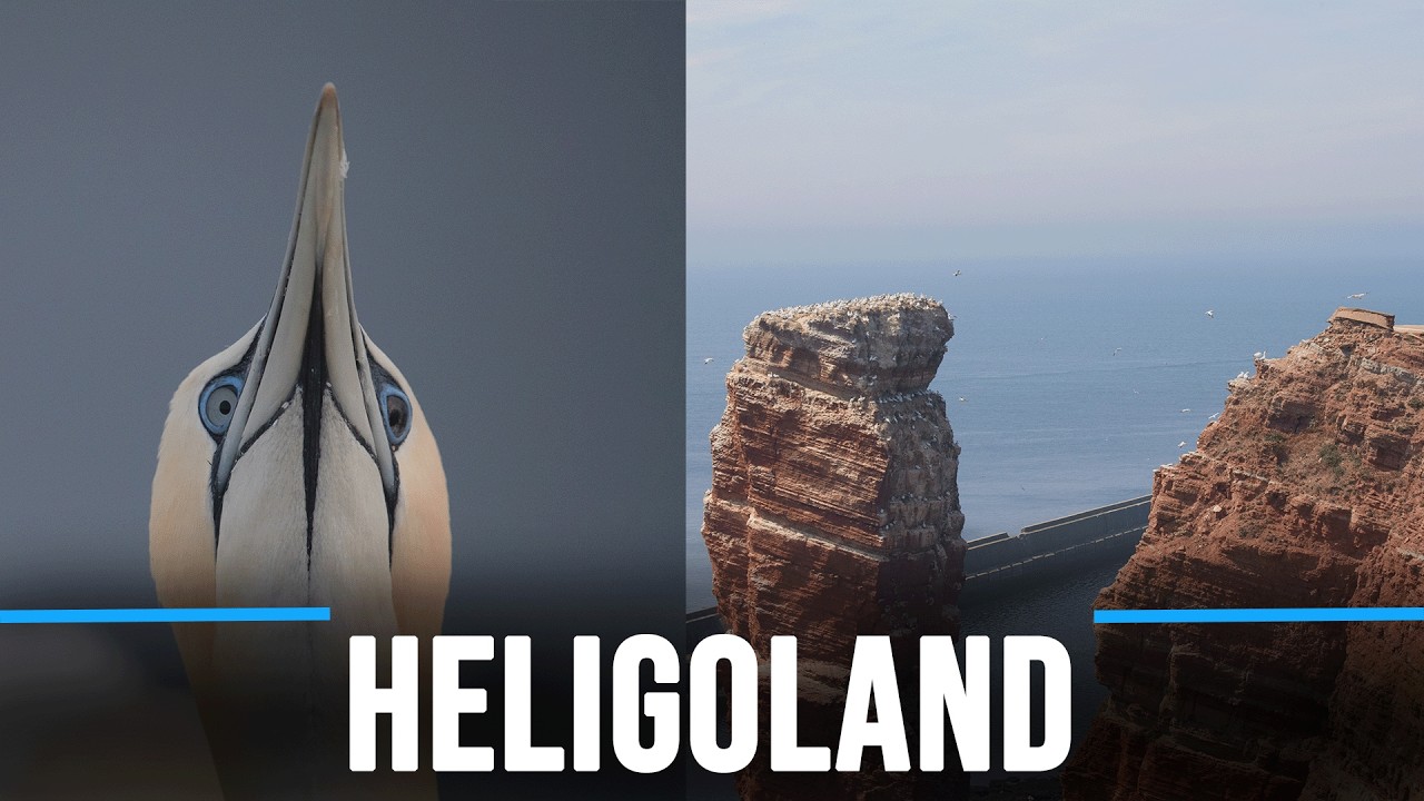 Heligoland | A short wildlife documentary