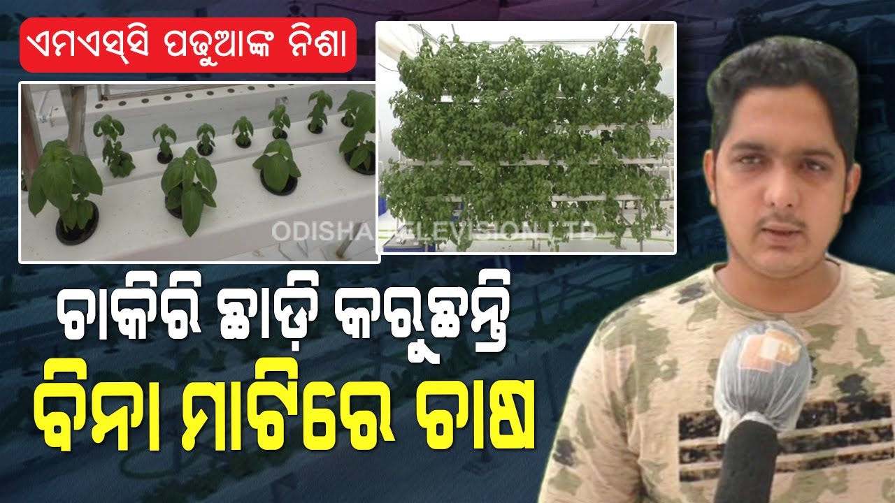 Special Story | Hydroponics Farming Without Soil | Jagatsighpur Youth’s Next Gen Farming
