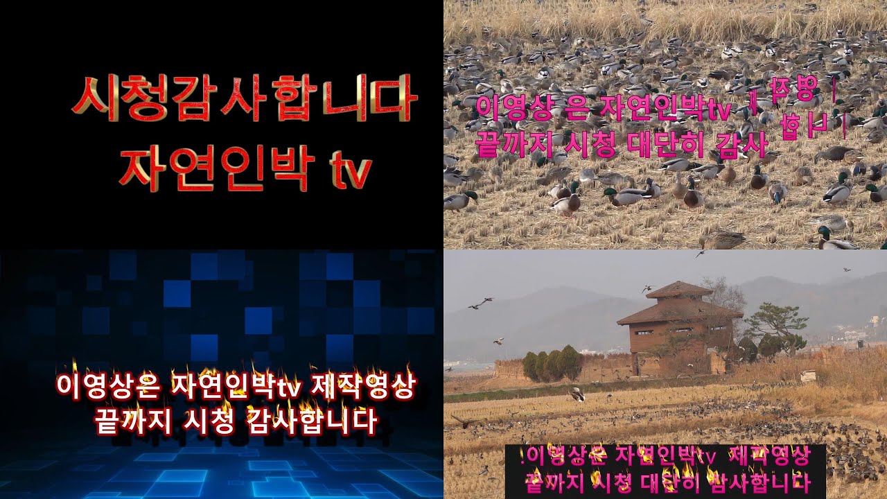순천만 습지 오리떼 구경하다  see a flock of ducks at Suncheon Bay Wetland