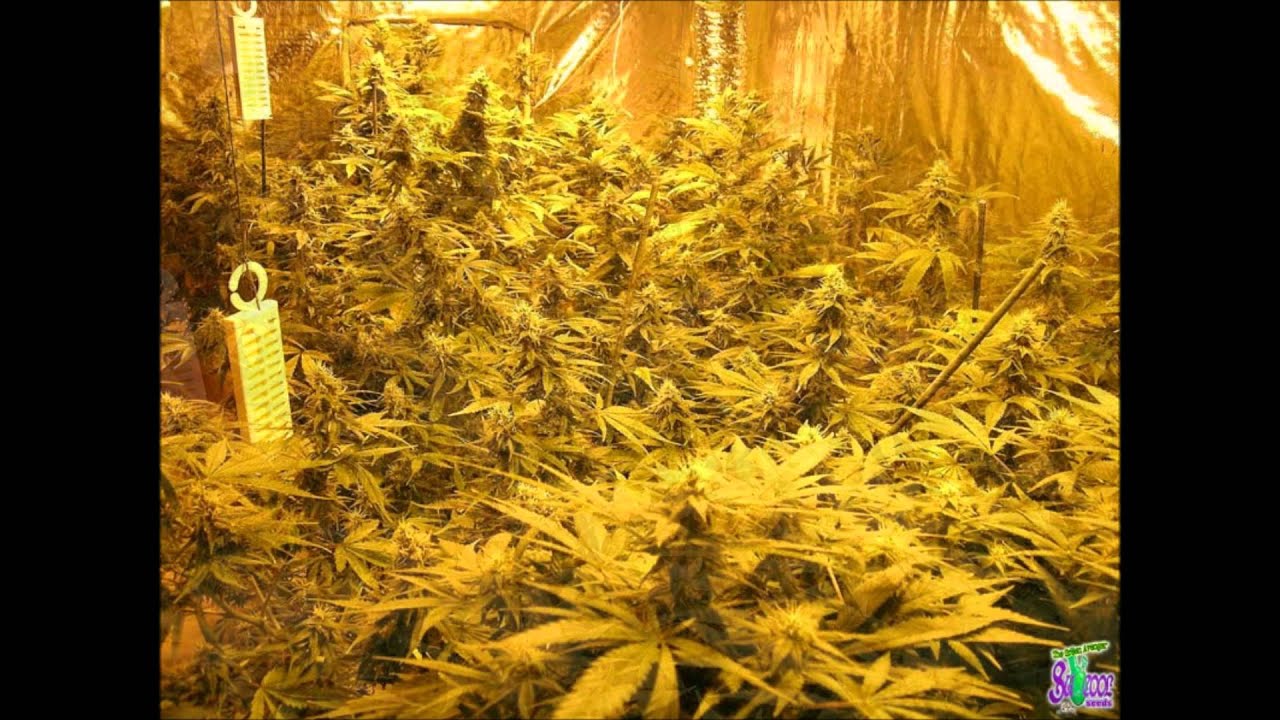 The Weed Nerd Featuring~TGA behind the scenes and Mendo Dope~