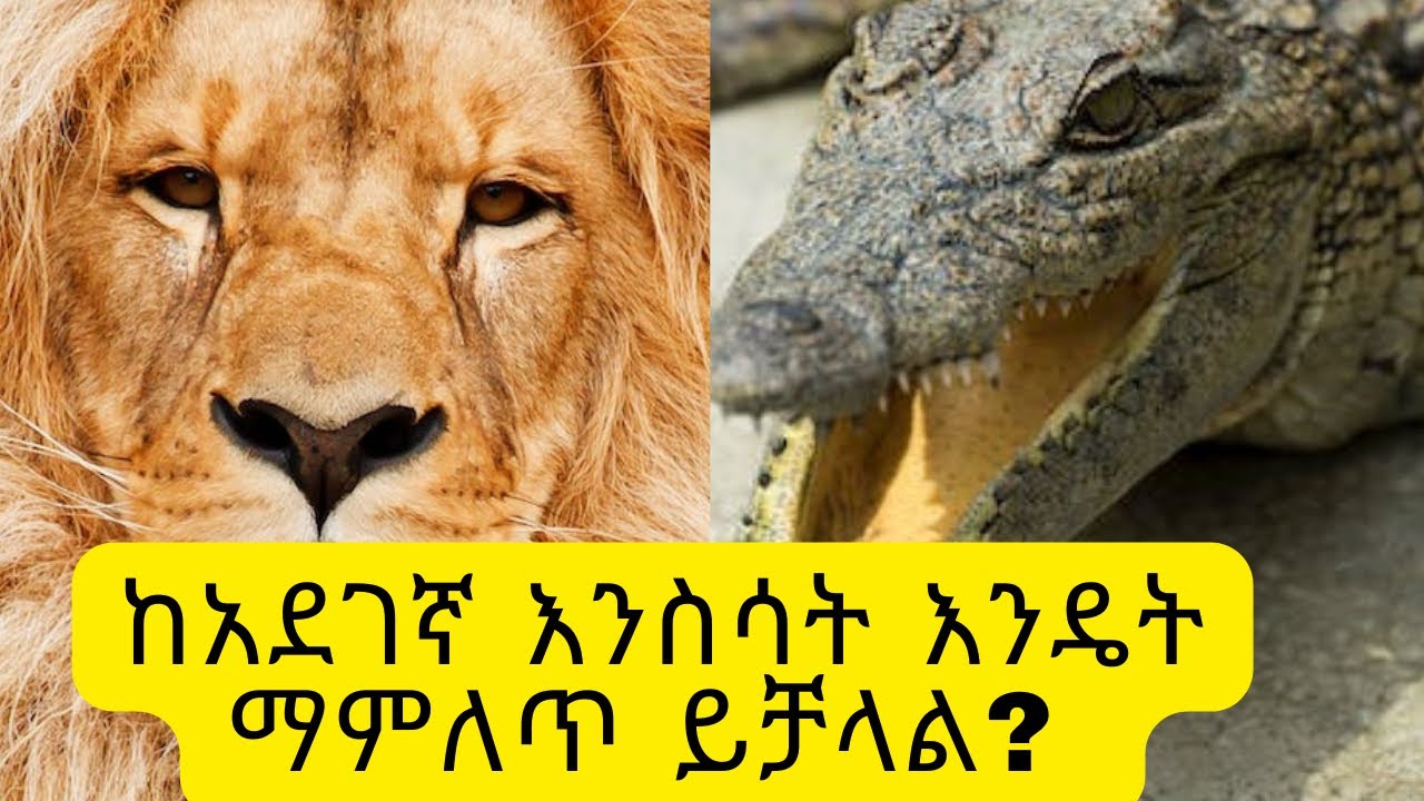 ከአስፈሪ እንስሳት የማምለጥ ጥበባት/The art of escaping from scary animals/Kalianah/Ethiopia