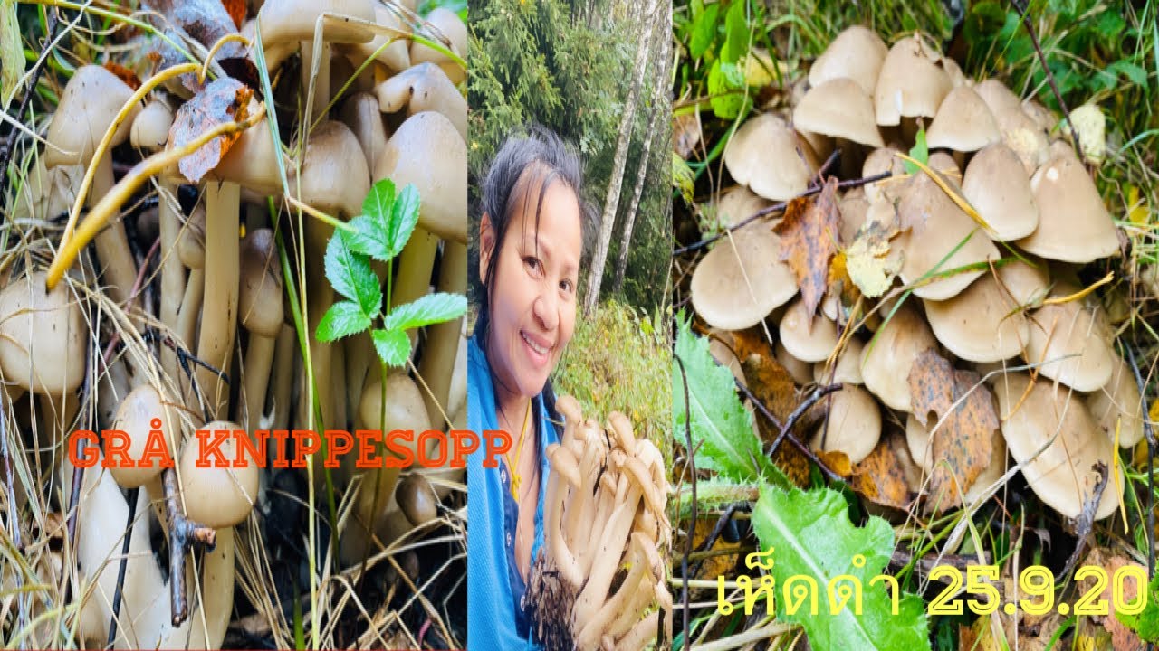 เก็บเห็ดดำฤดูใบไม้ร่วง Norway Lyophyllum decastes, by Pooh Dam คนรักเห็ดดำ