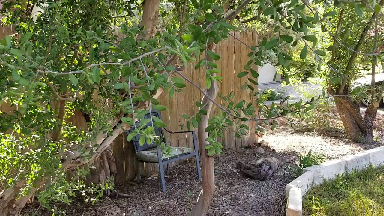 Sideyard July 2018