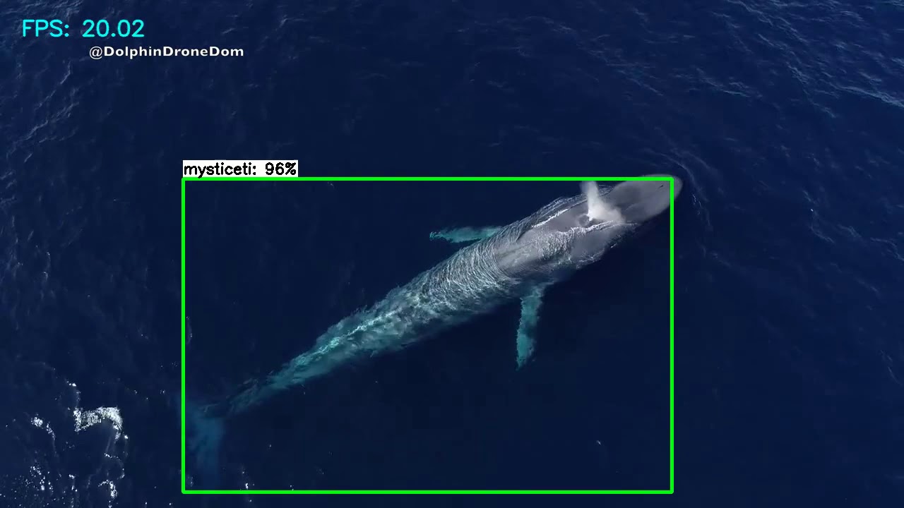 OceanusNet - Mysticeti DEMO