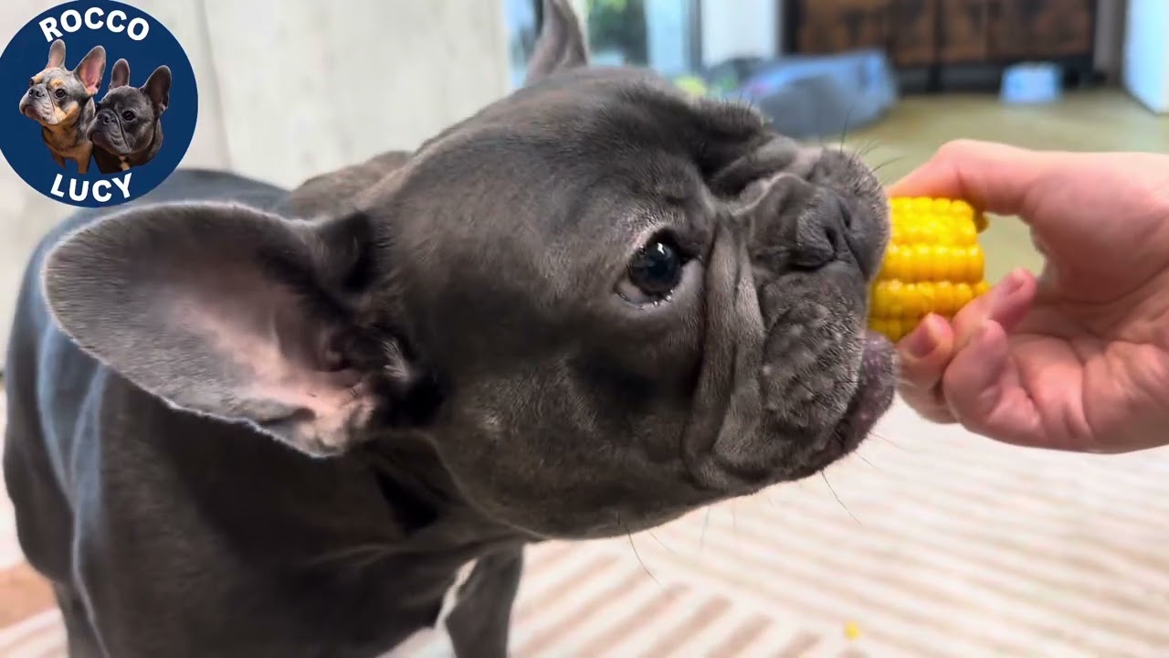 🌽 Cute Frenchie Eats Corn… and Steals the Show! #frenchbulldog #funnydog #frenchielife 
