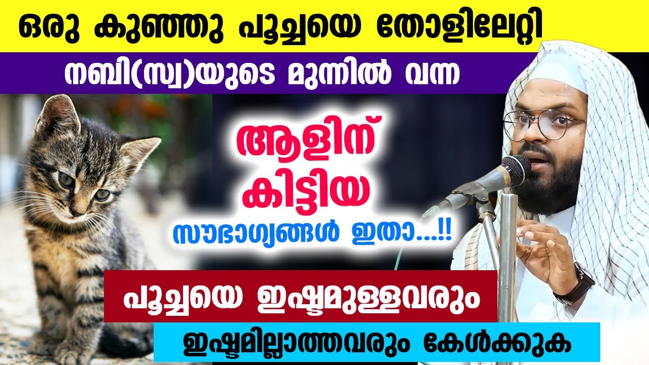 പൂച്ചയെ ഇഷ്ടമുള്ളവരും ഇഷ്ടമില്ലാത്തവരും കേൾക്കുക.. പൂച്ചയെ തോളിലേറ്റിയ ആളിന് കിട്ടിയ സൗഭാഗ്യങ്ങൾ Cat
