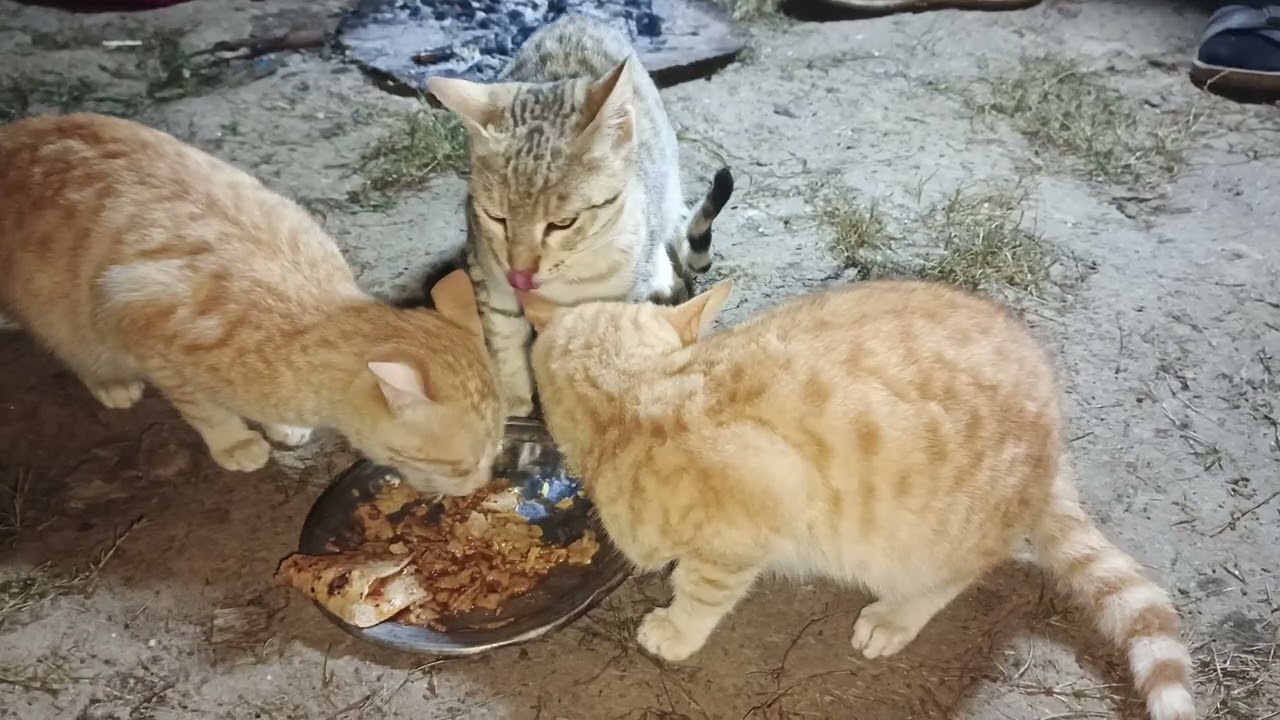 Eating cats in village walidlife cats 