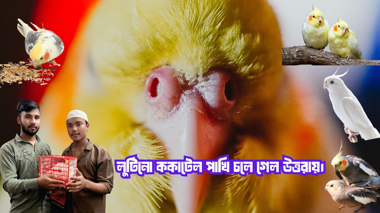 লুটিনো ককাটেল পাখি কি সত্যিই অন্য রঙের ককাটেলের চেয়ে ভালো পোষা প্রাণী?