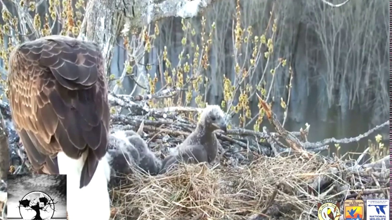 The Trio Eagle Cam - Casting a pellet #2 eaglet ~ April 20, 2019