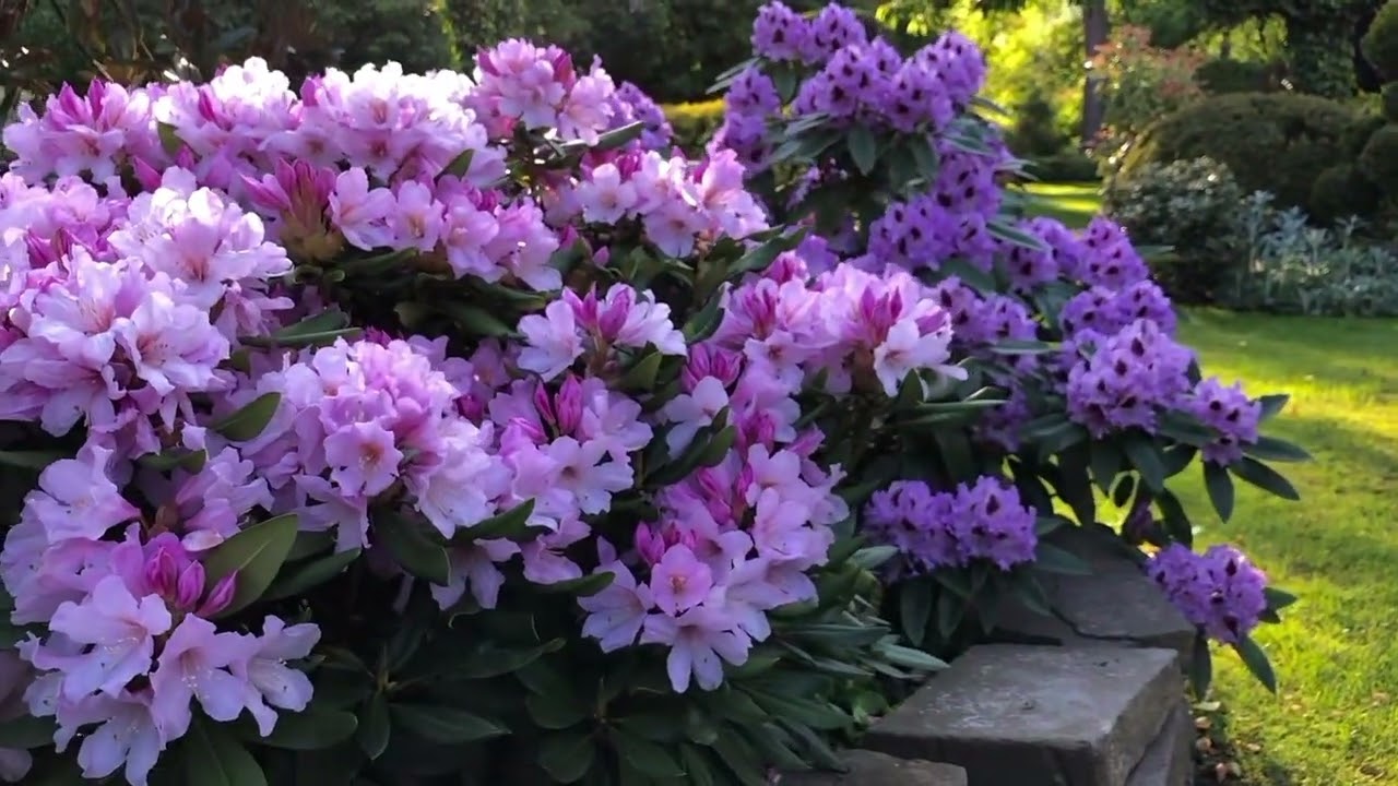 Wyjątkowy rododendron o pachnących kwiatach - Dufthecke Rosa