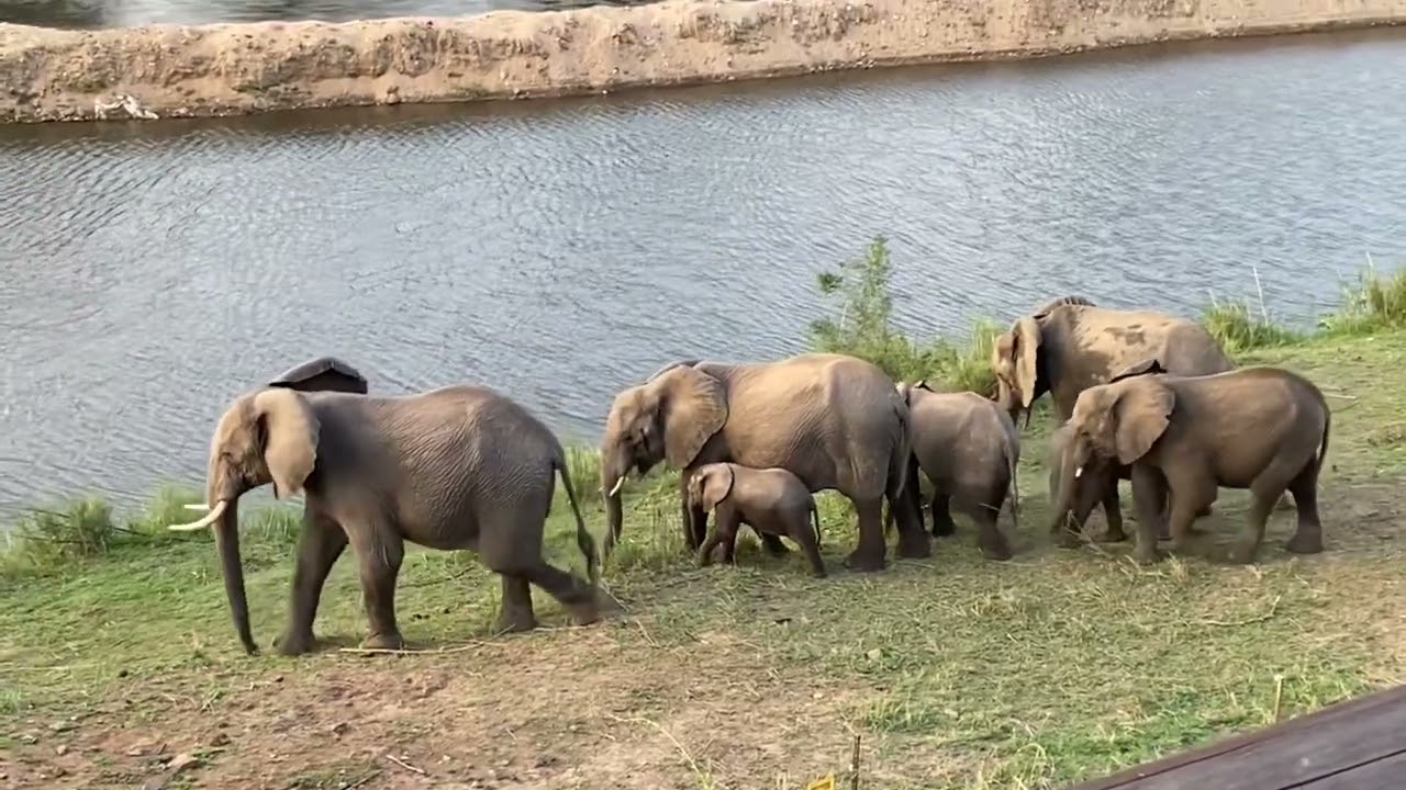 Hippos and Elephants at River House Lodge in Malenani, South Africa.