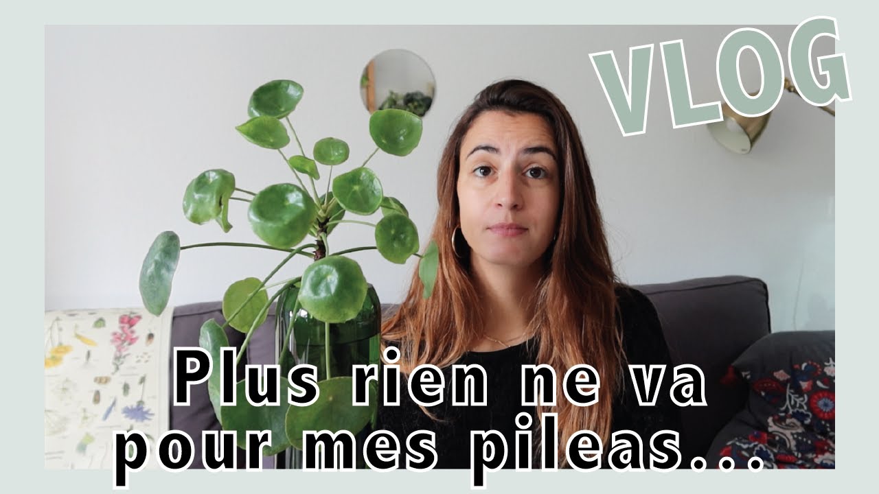 Pileas en PLS, nouveaux caudex et plantations ! #vlog