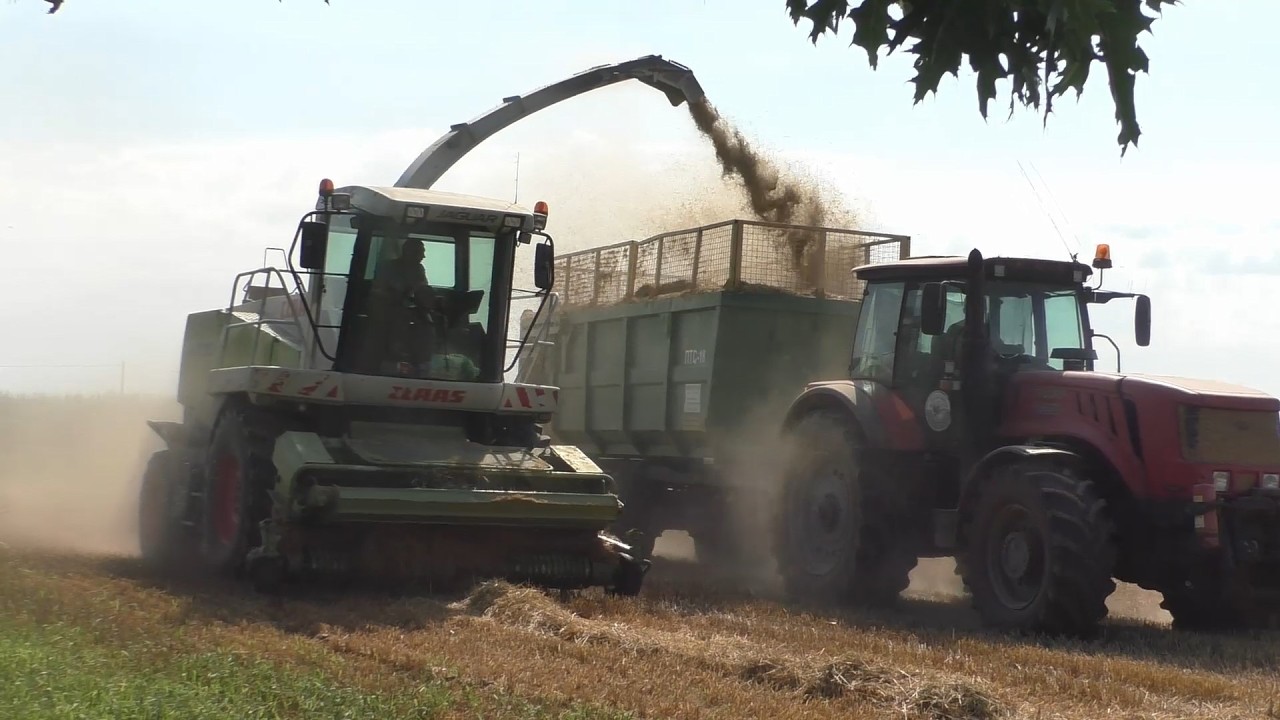 Мощный CLAAS Jaguar 870 в деле! Подбор соломы без проблем! 🚜