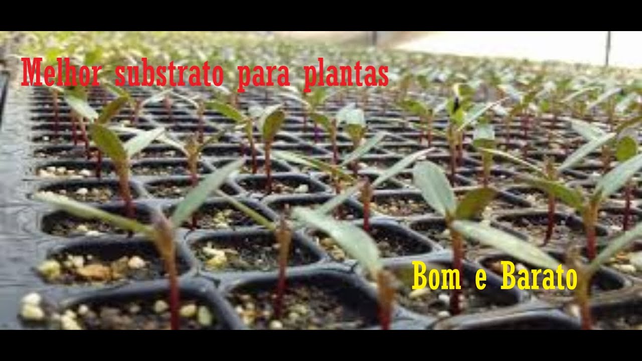 O melhor substrato para mudas (p&oacute; de coco) - Canal Agro em Casa