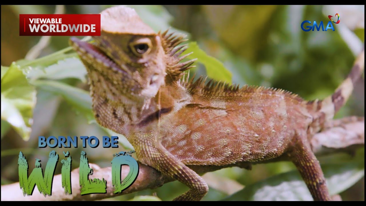 Negros Forest Dragon, nangitlog sa daanan ng bundok?! | Born to be Wild | Born to be Wild