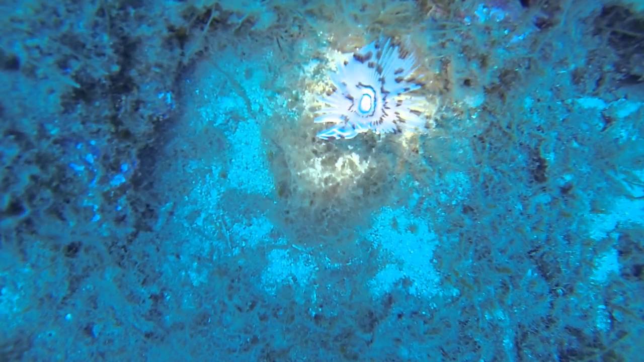 Immersione isola di Palmaiola e Cerboli