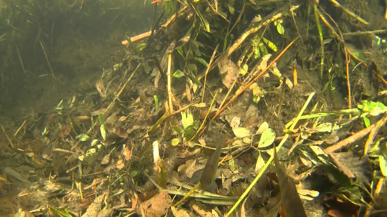 Scuba diving in the river Žeimena