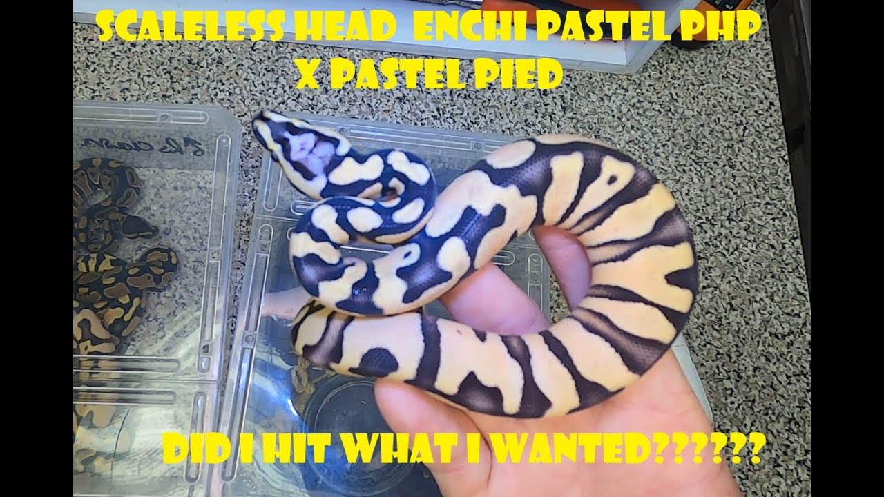 Scaleless Head Pastel Enchi x Pastel Pied