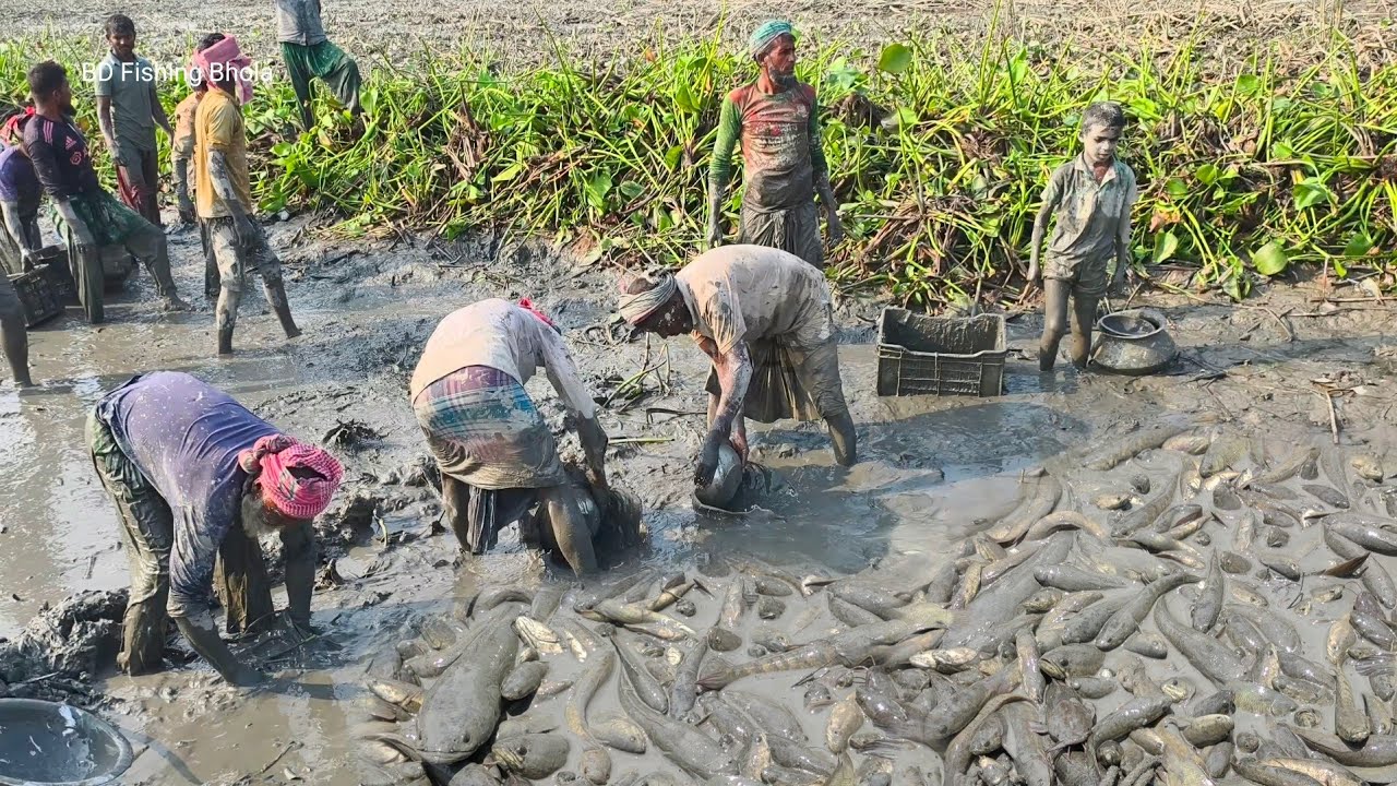 হোগলা পাতার বিশাল খাল সেচ দিয়ে প্রচুর দেশি শোল শিং মাছ ধরা || Amazing Fishing Video in Canal 