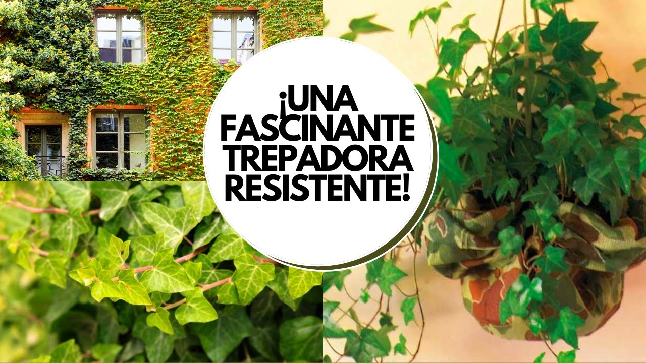Hiedra cuidados en maceta / Hedera helix cuidados y reproducción