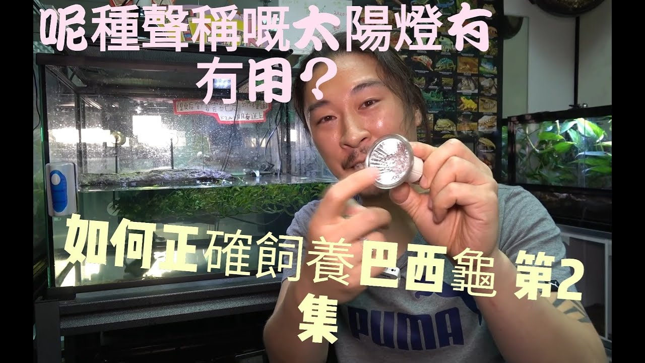 《香港爬道》如何正確飼養巴西龜 第2集! ( 考慮飼養前必看 )