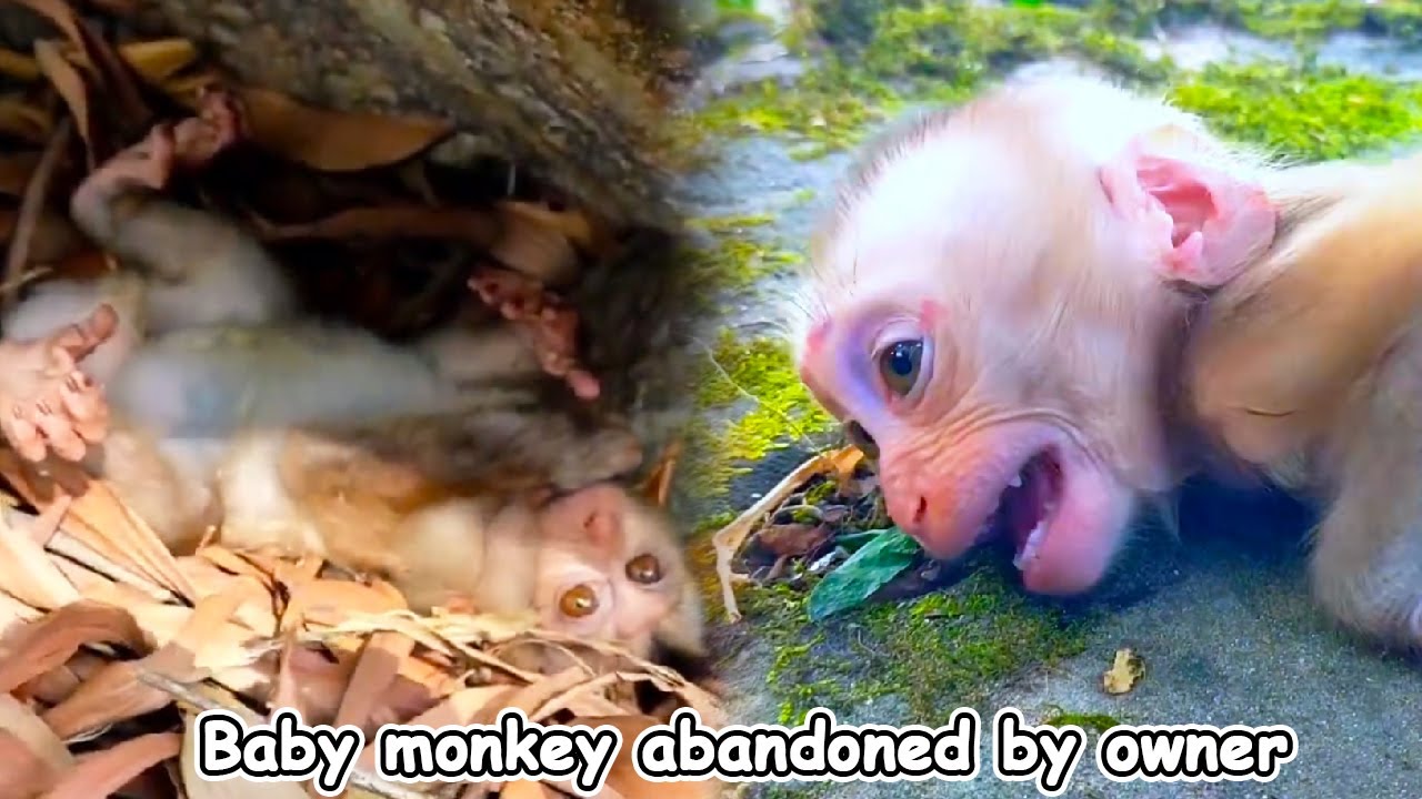 The life of wild animals in the forest. Baby monkey was suddenly abandoned by its owner