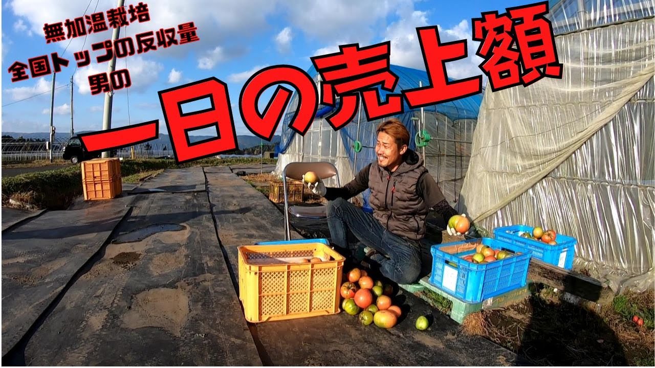 【暴露】トマト農家、新規就農の一日の売り上げば公表してみました