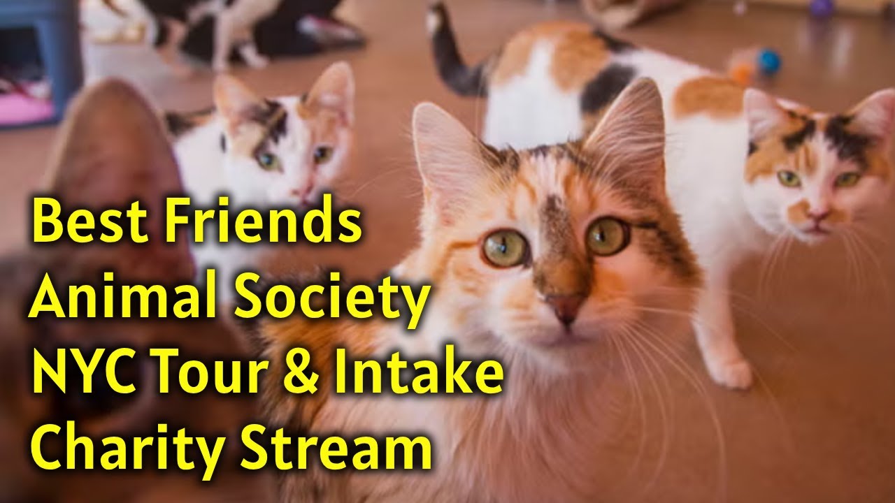 LIVE - NYC - Best Friends Animal Society Tour & Charity Stream with TWG #nyc