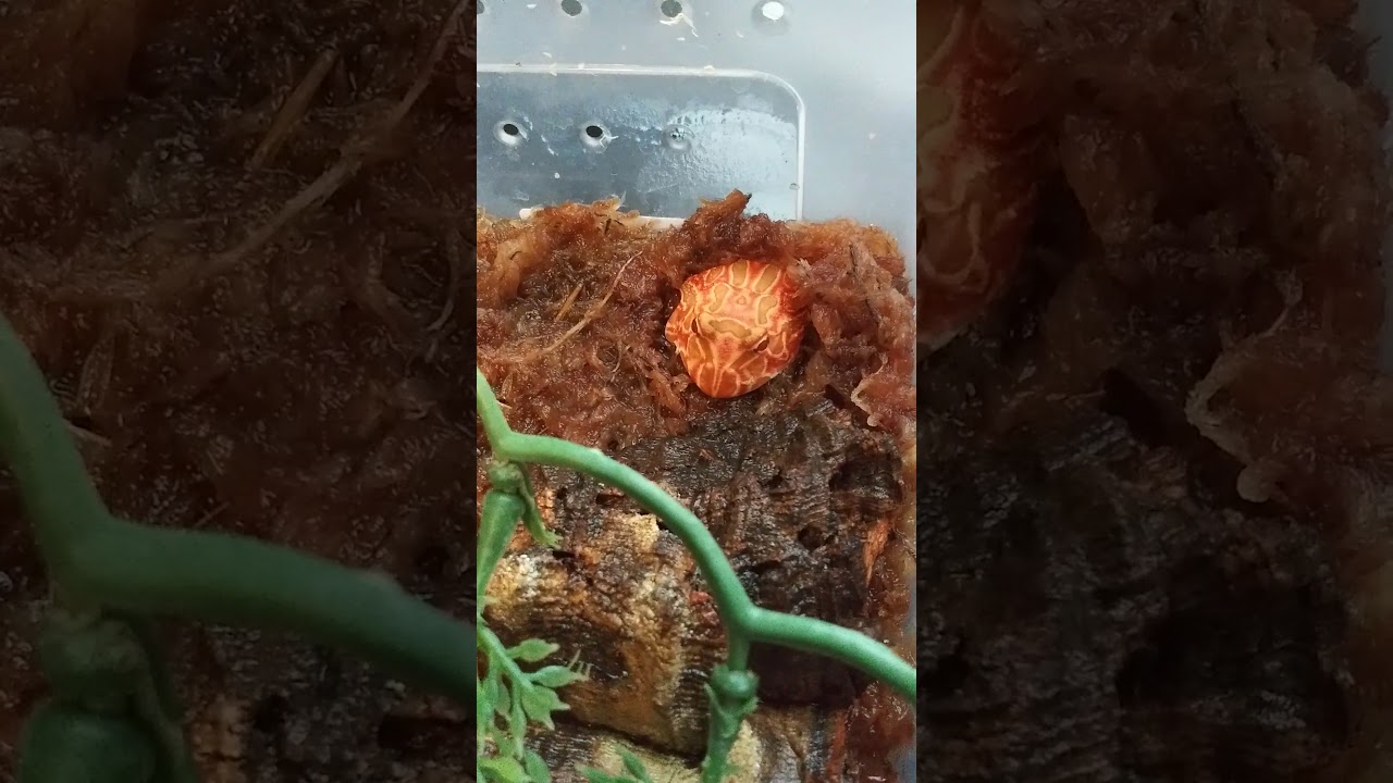 Introducing our Strawberry Pacman Frog