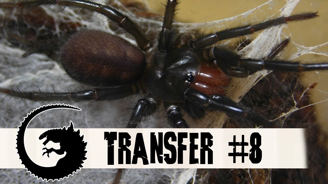 TRANSFER #8: Trzy wredne kurwy czyli przeprowadzka Macrothele gigas