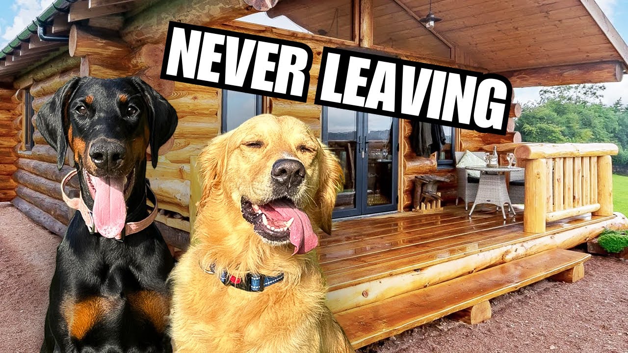 My Dogs Rent An Air BnB (They loved it!)